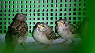 Sparrow Baby Sound | Baby Sparrow Sound | Baby Sparrow Chirping For Feed in The Nest | Sparrow Sound