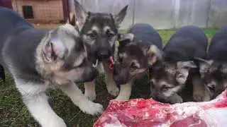 Щенки ВЕО питомника 