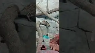 Black footed cat at the cincinnati zoo #animal #bringingthezootoyou