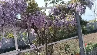 как я топлю воск приспособа для небольших пасек (пчеловодство 24 год)