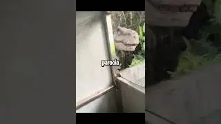 The biggest scare came at the end 🦍😱 