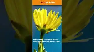 ayatul kursi || ayatul kursi quran longest ayat beautiful recitation 🕋 #shorts   #islamicstatus