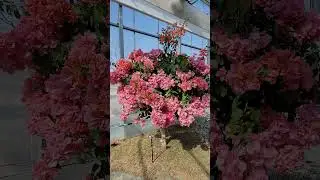 amazing pink flower