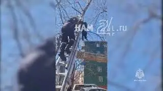 Камчатские спасатели сняли с дерева кошку