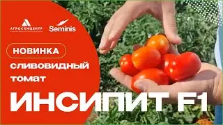 Новый сливовидный томат  Инсипит F1  от компании Seminis