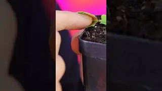 🩸Metí el Dedo en una Planta Carnívora por 24 Horas🩸