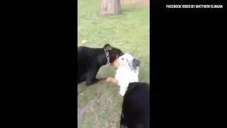 Man captures local dog attack on film