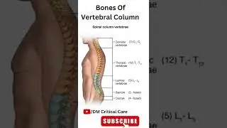 bones of vertebral column anatomy // number of bones in vertebral column 