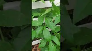 Backyard bug hunt - gulf fritillary butterfly
