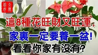 種8種花草旺財又旺運，家裡公司一定要放一盆！看看你有沒有？