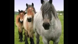 Horses and Norwhals: A Love Story