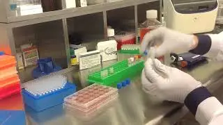 Altogen Biosystems In Vitro HCT116 Transfection Tutorial