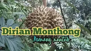 Durian monthong memang mantab