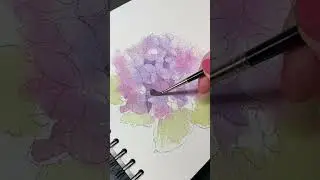 Watercolor a hydrangea inflorescence