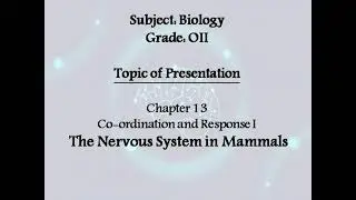 Human nervous system (brain, neurones, spinal cord)