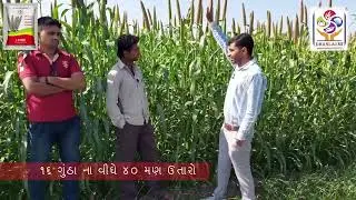 ધનલક્ષ્મી બાજરા 14D88 વિષે ખેડૂત અભિપ્રાય