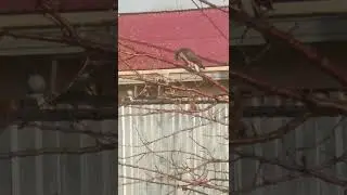ястреб перепелятник напал на певчего щегла