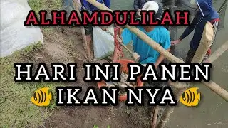 PANEN IKAN MAS DAN IKAN NILA🐠