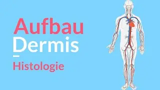 Structure & function of the dermis 🧬 Division of the skin 🤓 Cutis / stratum papillare / stratum r...