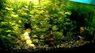 #Aquarium