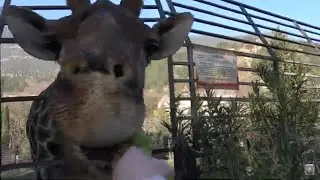 Гостинцы со всех сторон!🤩🌿🥕🥬Жирафиха Мэл с удовольствием угощается!😋🦒СКАЗКА❤️