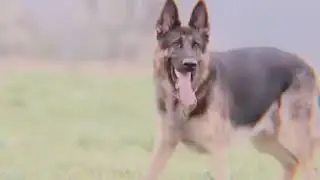 Овчарки-моя жизнь❤🐕💫/Edit