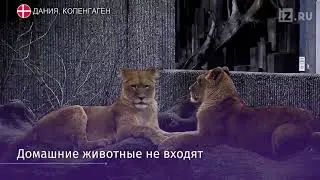 Датские зоопарки предлагают посетителям принести питомцев на корм хищникам