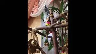 Попугай Гриша ругается