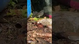 This sparrow really doesn’t like that other sparrow. I removed the mirror after; he deserved a win