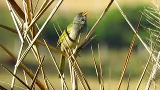 Sabiá-do-banhado CANTANDO NA NATUREZA