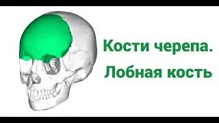 Кости черепа. Лобная кость.