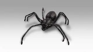 Stopmotion Spider Walk with Slow-Mo