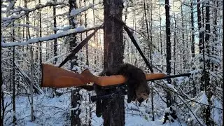 Охота на соболя с лайками. Открытие. Соболь есть
