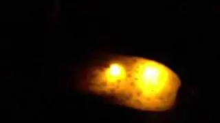 The Glowing Pickle