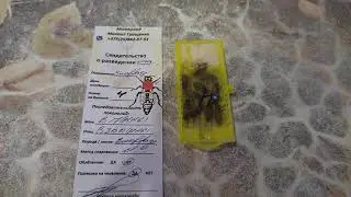 Бакфаст ИО 2020г.