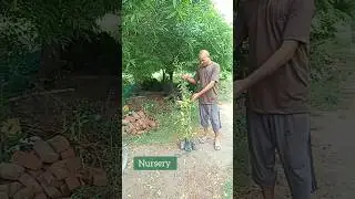 Tree Plantation at home 2024 #climatechange