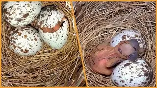 Exciting Moment: Watching the Egg Hatch and a Baby Bird Be Born