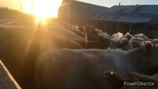 КУШАЦ