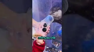Questa lontra ha il miglior lavoro al mondo❤️😭