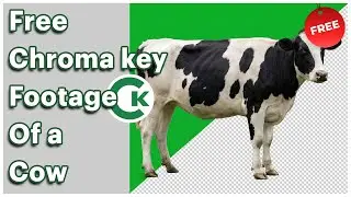 Cow Green Screen Footage – Free Chroma Key