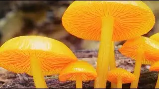 The Mushroom Man is Fighting "Fungi-Phobia" Through Photography