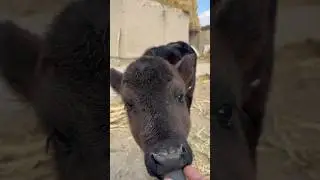 Kayfiyatlarni kutaman is