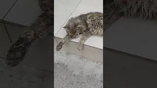 Можно ли было пройти мимо? Новый кот. Рот просто гниёт.