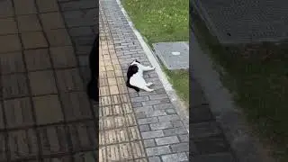 She wants to nap 😹😸 #cats #catfunny #catfunnyvideo #shorts