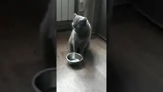 Прикол с котом