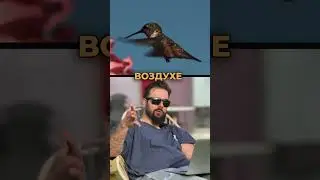 Исследование Тайн Животных: Проникновенный Разговор