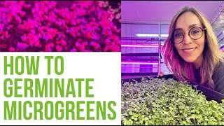 How to Germinate Microgreens: A Step-by-Step Guide for Beginners