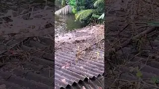 Guisap snake 🐍 #snakevideo #shorts