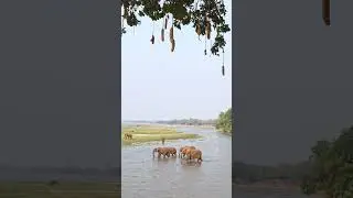 Mana Pools!!!
