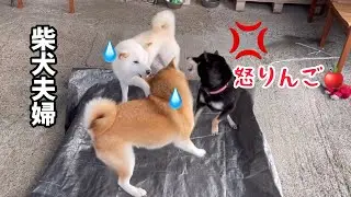今度は柴犬夫婦におもちゃにされてオコな小粒黒柴が可愛いんですw